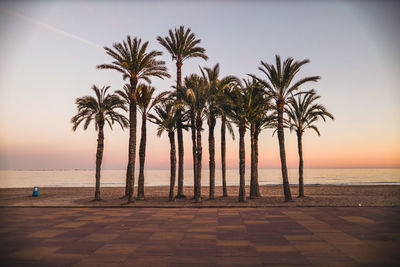 Palm trees on beach against sky during sunset