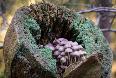 Close-up of mushrooms growing outdoors