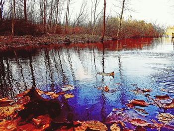 Reflection of tree in lake against sky