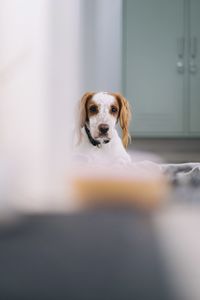 Portrait of dog sitting at home