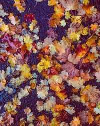 Full frame shot of autumn leaves