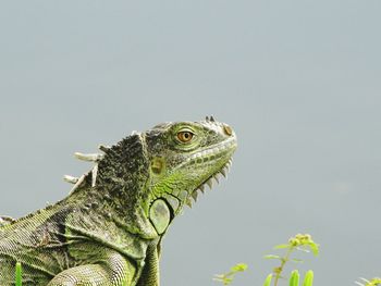 Close-up of green iguana against clear sky