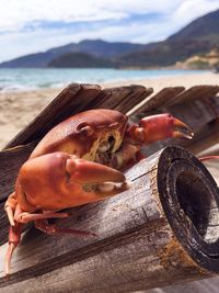 Close-up of crab on wood at beach