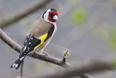 Side view of bird perching on branch