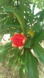 Close-up of red hibiscus blooming outdoors