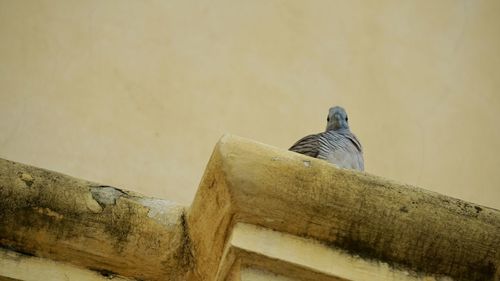 Low angle view of pigeon perching on wall