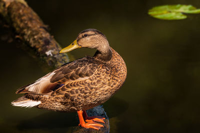 Close-up of a bird looking away