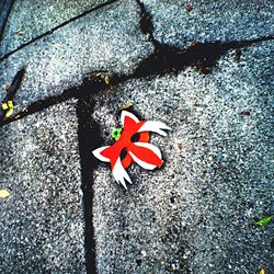 High angle view of red maple leaf