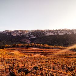 Scenic view of field against clear sky