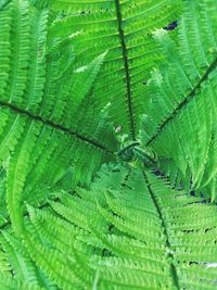 Full frame shot of green leaf