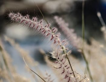 Close-up of cactus plant