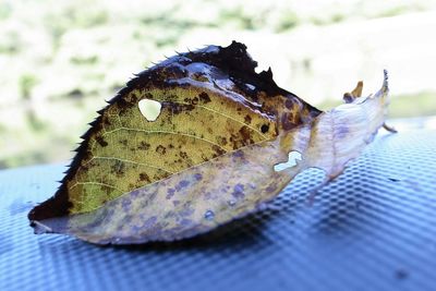 Close-up of plant against blurred background