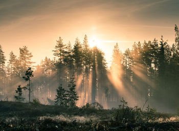 Trees in forest against sky at sunset