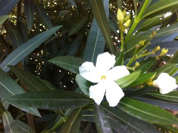 Close-up of white frangipani blooming outdoors