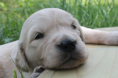 Close-up portrait of puppy relaxing on grass