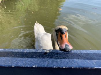 View of swan swimming in lake