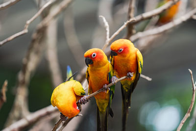 Bird perching on branch