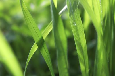 Close-up of wet grass