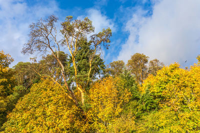 Low angle view of yellow trees against sky during autumn