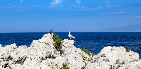 View of seagull on rock by sea against sky