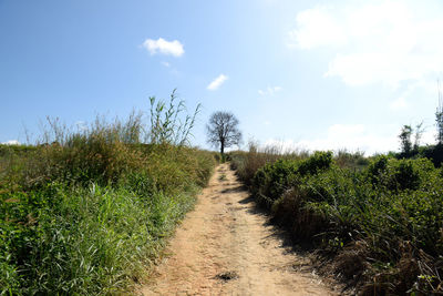 Plants growing on land against sky