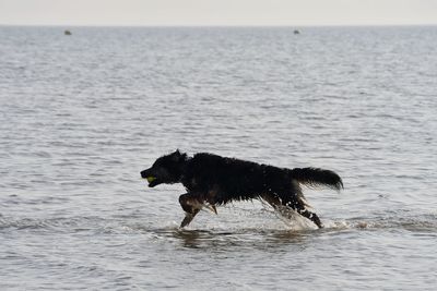 Dog running in sea