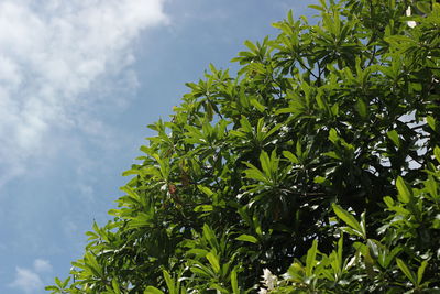 Low angle view of fresh green tree against sky