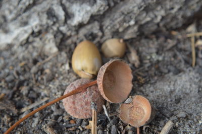 Close-up of mushrooms on field