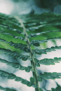 Close-up of fresh green leaf in water