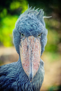 Close-up portrait of a bird