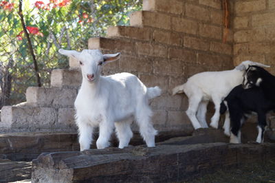 View of a sheep