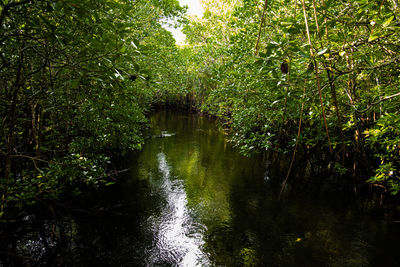 Scenic view of river amidst trees in forest