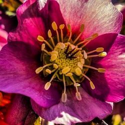 Close-up of purple flower