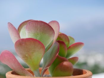 Close-up of succulent plant against sky