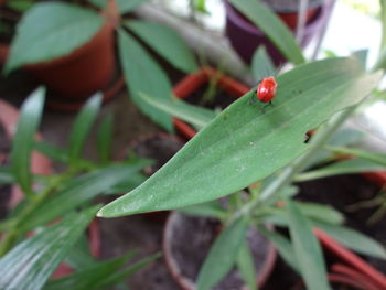 Close-up of leaves against blurred background