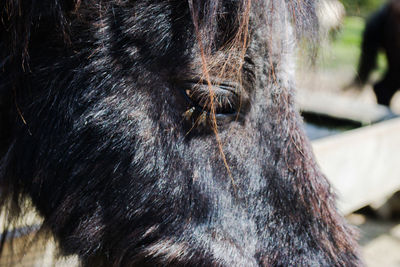 Close-up of a horse