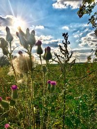 Close-up of wildflowers blooming on field against sky