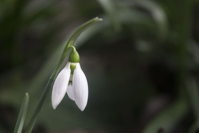 Close-up of snowdrop blooming outdoors