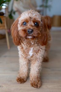 Portrait of dog
