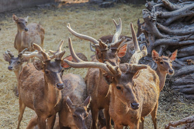 Brow-antlered deer