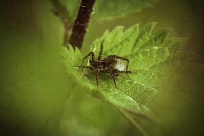 Close-up of spider