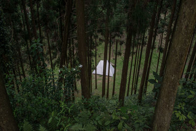 Trees growing in forest