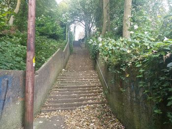 Footpath amidst trees in forest