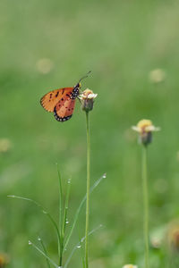 Close-up of butterfly pollinating on flower