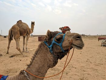 Camel safari photography