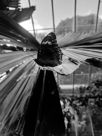 Close-up of butterfly on window