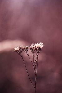 Close-up of wilted plant