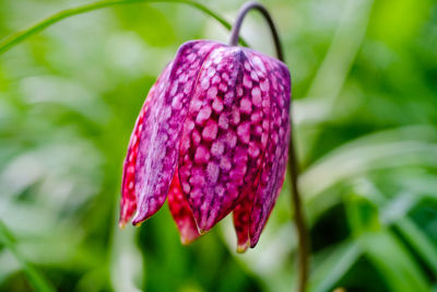 Close-up of purple flower