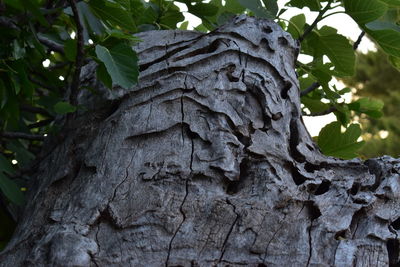 Low angle view of tree trunk