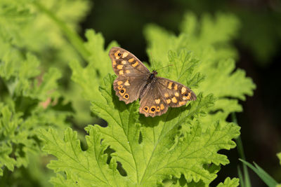 High angle close-up on butterfly on plant